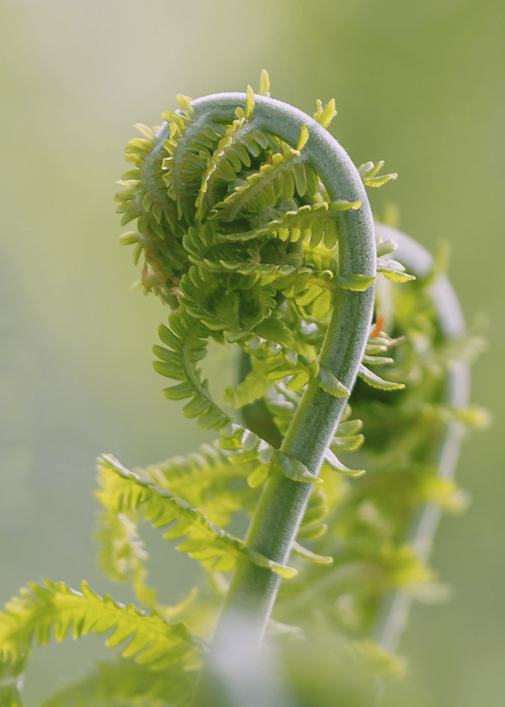 Pikopiko Fern